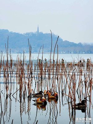 早，西湖