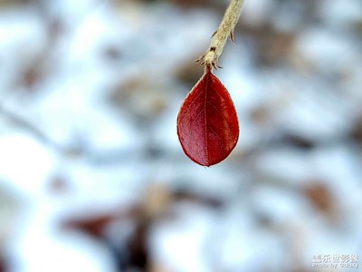【色彩】冬日里的那片紅