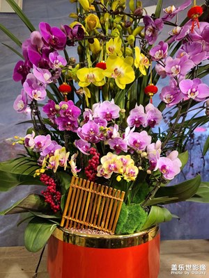 在蝴蝶蘭盛開的季節(jié)