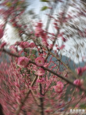 歌樂山下 梅花盛開