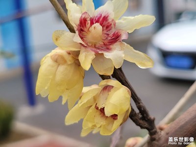 臘梅迎春