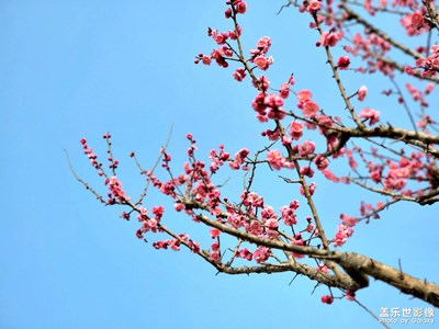 【色彩】+紅梅白梅競(jìng)爭(zhēng)妍