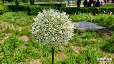 【發(fā)現(xiàn)之美】+花花