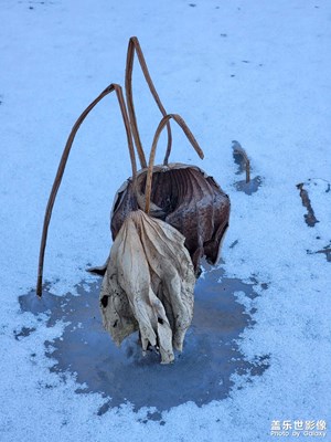 【發(fā)現(xiàn)之美】冰雪殘荷