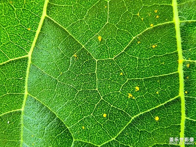 家里無聊拍攝的一組微距