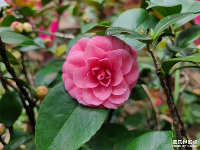 【發(fā)現(xiàn)之美】迎春歸