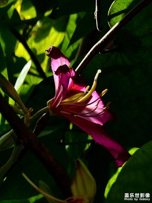 冬日里的暖陽(yáng)