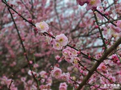 帶上我的她賞花去。