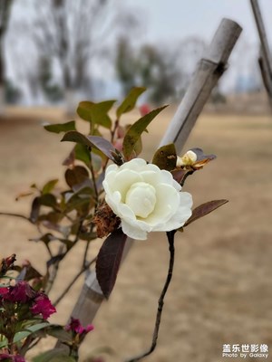 初二遺址公園隨拍