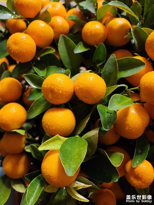 虎年初一留個影