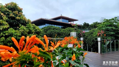 鞭炮聲聲滿地紅，
雨潤(rùn)大地春意濃（喜慶之花——炮仗花）