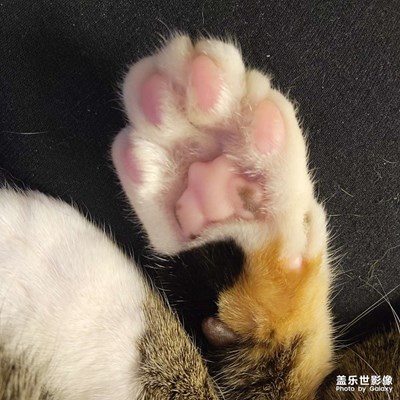 幸幸之今日份，光jo大睡