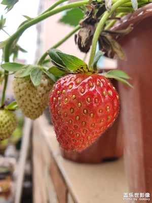 小草莓