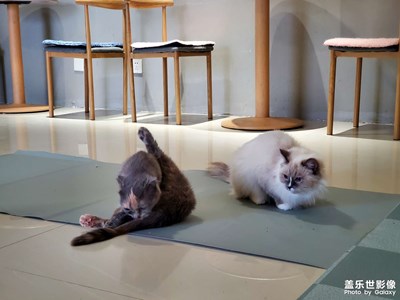 【足記】小貓咪??