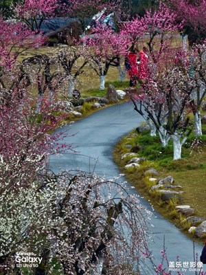 【身邊的美好】+初春?jiǎn)柣ㄙp梅林