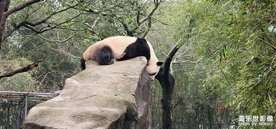 【身邊的美好】＋ 動(dòng)物園