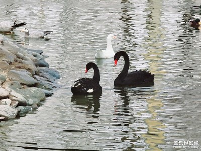 生命律動(dòng)－百鳥園