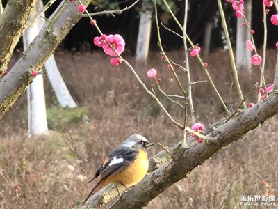 這是一只什么鳥？哦哦哦