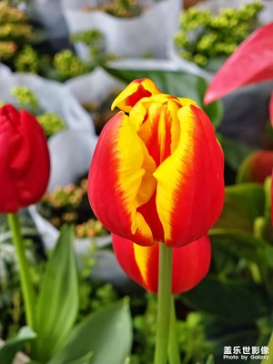 【街頭】+我在街頭逛花店（RAW拍攝）