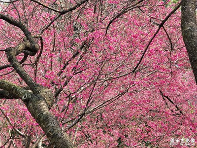 三月，是屬于櫻花的浪漫