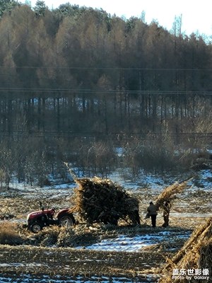 【場(chǎng)景小拍】勤勞的農(nóng)民