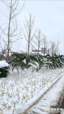 春城下雪
