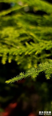 【場景小拍】+花店