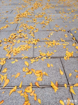 春暖花開的金色の春天