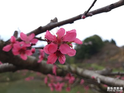 桃花朵朵開(kāi)
