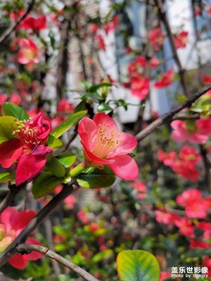 【場(chǎng)景小拍】+蓉城隨景