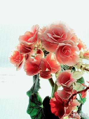 花兒獻給女神節(jié)