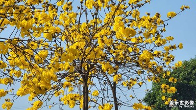 隨拍風(fēng)鈴花