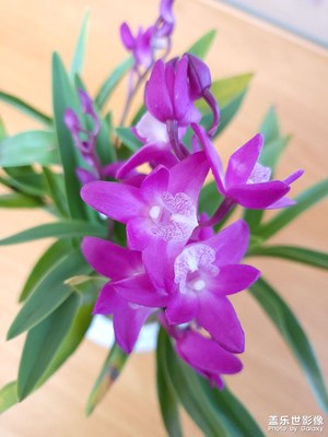 辦公室的綠植們