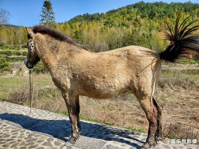 家朋梯田 野馬分鬃