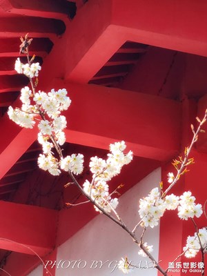 【場景小拍】+玄武湖櫻花