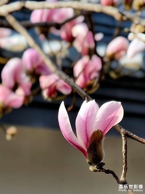 【手機里的記憶】雕塑公園