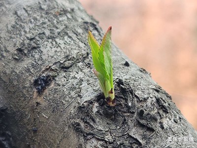 萬(wàn)物復(fù)蘇