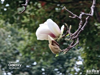 【手機里的記憶】+又見玉蘭花開