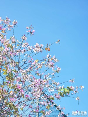 花開的季節(jié)