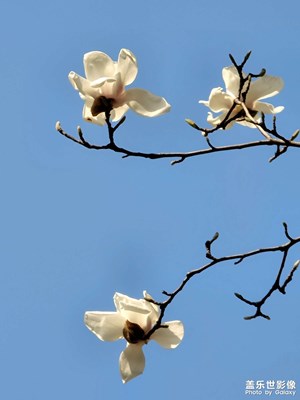玉蘭花開