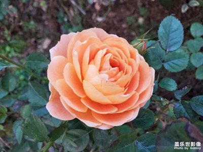 【手機(jī)里的記憶】+花兒秀
