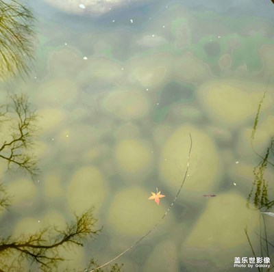 水中落葉