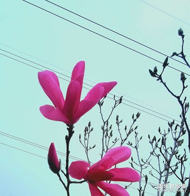 【手機(jī)里的記憶】+春天的顏色