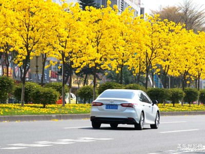 黃花風(fēng)鈴木