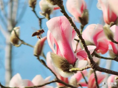 【春光好】玉蘭花