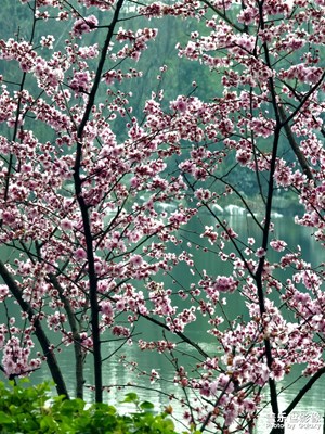 【春光好】+不負(fù)春光