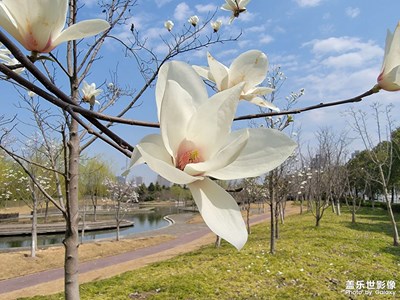 【春光好】＋玉蘭花開(kāi)