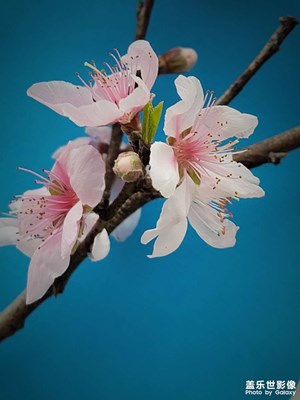 燕子來時新社，桃花花落后清明