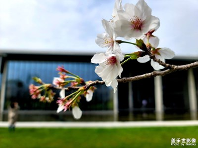 良渚大屋頂賞櫻花