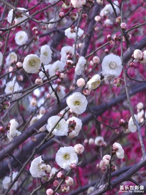 一花一世界，梅影……